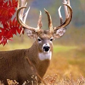 Meet your Posher, Kenny